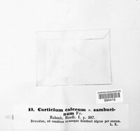 Alloexidiopsis calcea image